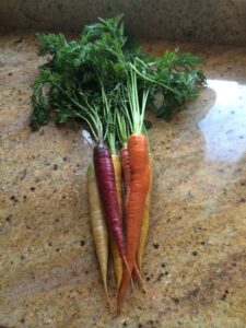 Grow Colorful, Crunchy Carrots Year Round Image